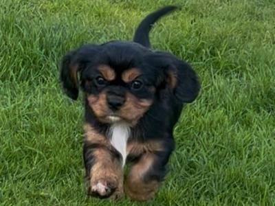 Beautiful Cavalier King Charles Spaniel puppies in Kerry