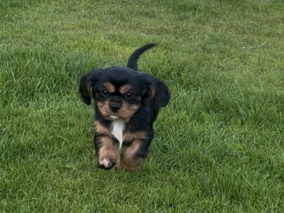 Beautiful Cavalier King Charles Spaniel puppies in Kerry