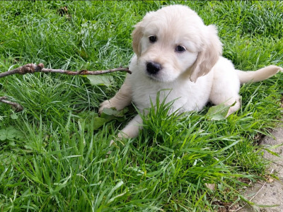 Beautiful IKC Registered (pending) Golden Retriever puppies in Wexford