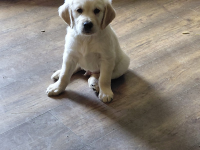 Beautiful IKC Registered (pending) Golden Retriever puppies in Wexford