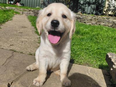 Beautiful IKC Registered (pending) Golden Retriever puppies in Wexford