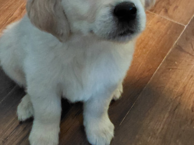 Beautiful IKC Registered (pending) Golden Retriever puppies in Wexford