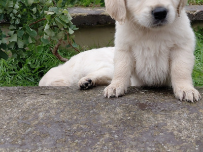 Beautiful IKC Registered (pending) Golden Retriever puppies in Wexford