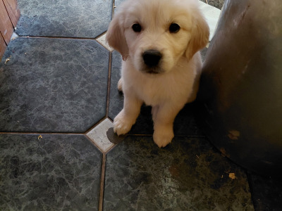 Beautiful IKC Registered (pending) Golden Retriever puppies in Wexford