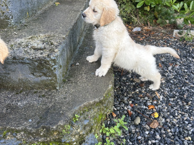 IKC Registered Golden Retriever puppies in Offaly