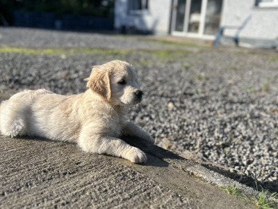 IKC Registered Golden Retriever puppies in Offaly