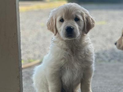 IKC Registered Golden Retriever puppies in Offaly