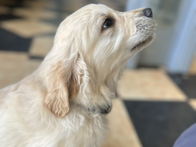 IKC Registered Golden Retriever puppies in Offaly