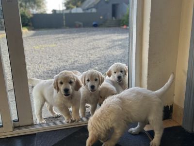 IKC Registered Golden Retriever puppies in Offaly