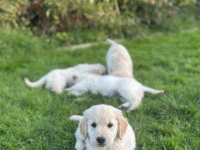 IKC Registered Golden Retriever puppies in Offaly
