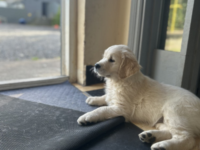 IKC Registered Golden Retriever puppies in Offaly