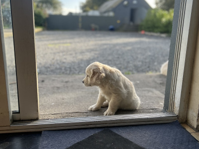IKC Registered Golden Retriever puppies in Offaly