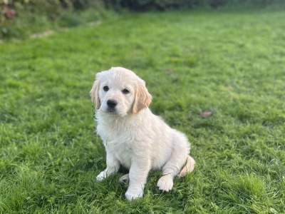 IKC Registered Golden Retriever puppies in Offaly