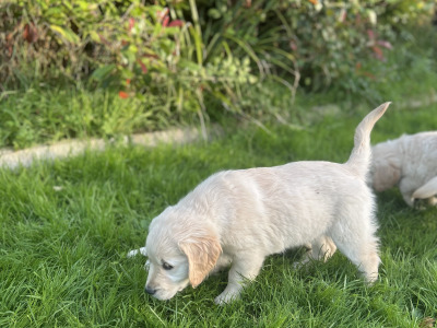 IKC Registered Golden Retriever puppies in Offaly