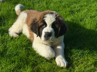 Champion Bloodlines IKC Registered Long Coat St. Bernard puppies in Limerick 🐾🏆