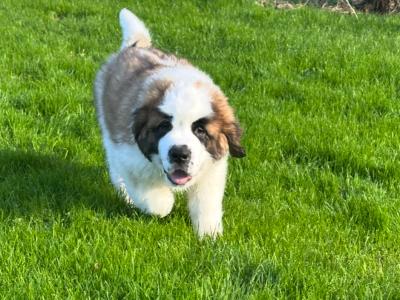 Champion Bloodlines IKC Registered Long Coat St. Bernard puppies in Limerick 🐾🏆