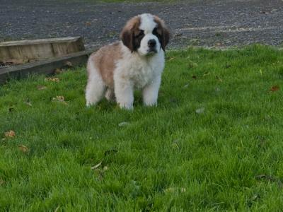 Champion Bloodlines IKC Registered Long Coat St. Bernard puppies in Limerick 🐾🏆