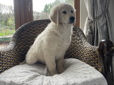 Smashing Goldendoodle puppies (0ne male left due to cancellation)