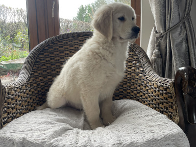 Smashing Goldendoodle puppies (0ne male left due to cancellation)