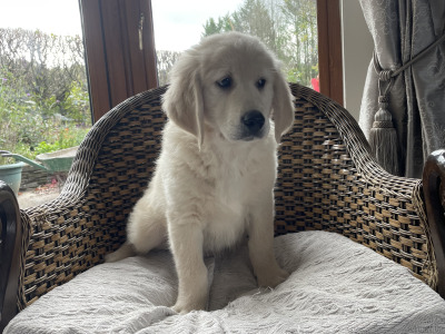Smashing Goldendoodle puppies (0ne male left due to cancellation)