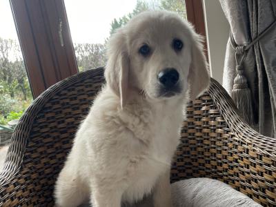Smashing Goldendoodle puppies in Wexford