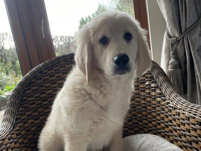 Smashing Goldendoodle puppies in Wexford