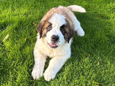 Champion Bloodlines IKC Registered Long Coat St. Bernard puppies in Limerick 🐾🏆