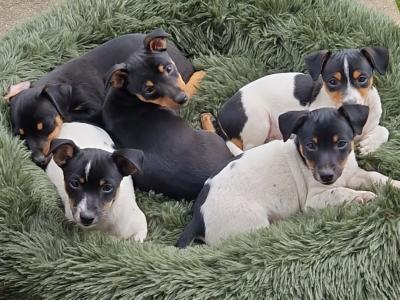 Litter of Gorgeous Jack Russell puppies in Laois