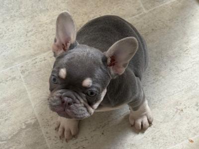 Beautiful female French Bulldog puppy 4 months old in Kilkenny