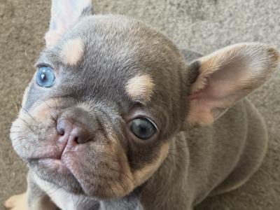 Beautiful female French Bulldog puppy 4 months old in Kilkenny