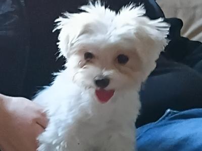 Female Maltese puppy in Dublin