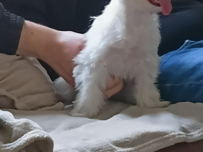 Female Maltese puppy in Dublin