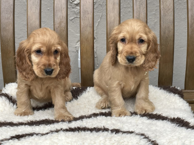 Cocker Spaniel puppies in Laois