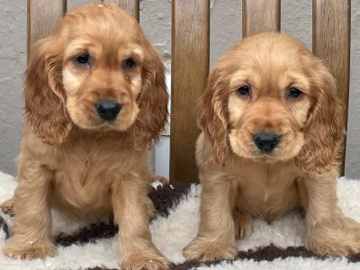 Cocker Spaniel puppies in Laois