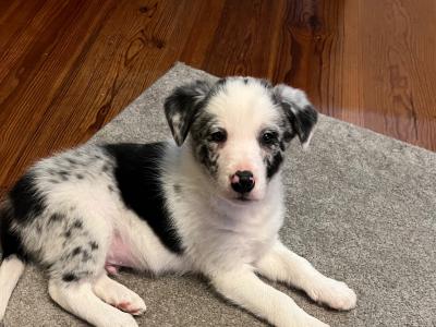 Max is a 1 year old Blue Merle Border Collie puppy for sale in Donegal