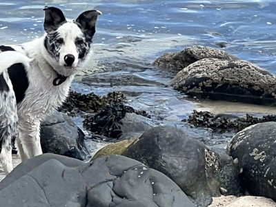 Max is a 1 year old Blue Merle Border Collie puppy for sale in Donegal