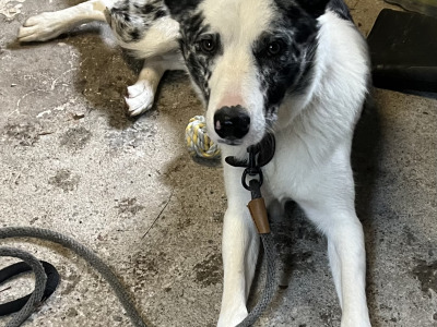 Max is a 1 year old Blue Merle Border Collie puppy for sale in Donegal