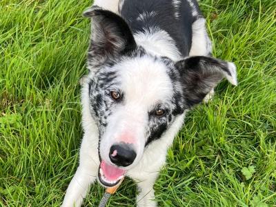 Max is a 1 year old Blue Merle Border Collie puppy for sale in Donegal