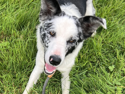 One year old Blue Merle dog for sale