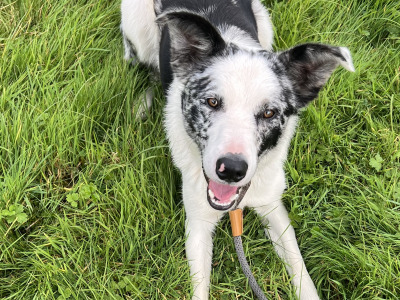 Max is a 1 year old Blue Merle Border Collie puppy for sale in Donegal