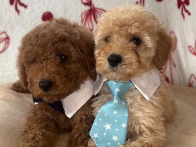 Male Cavapoo puppies for sale 🐾 in Carlow ❤️