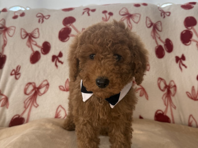 Male Cavapoo puppies for sale 🐾 in Carlow ❤️