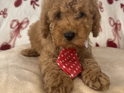 Male Cavapoo puppies for sale 🐾 in Carlow ❤️