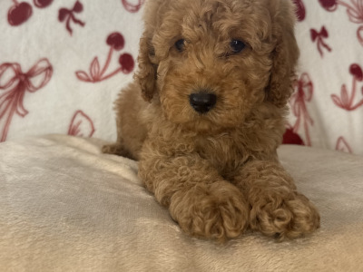 Male Cavapoo puppies for sale 🐾 in Carlow ❤️