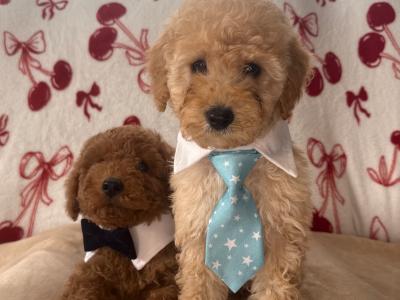 Male Cavapoo puppies for sale 🐾 in Carlow ❤️