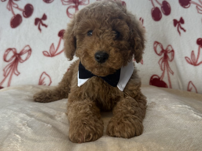 Male Cavapoo puppies for sale 🐾 in Carlow ❤️