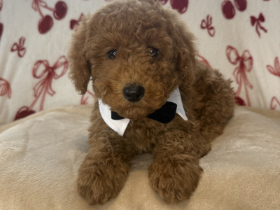 Male Cavapoo puppies for sale 🐾 in Carlow ❤️