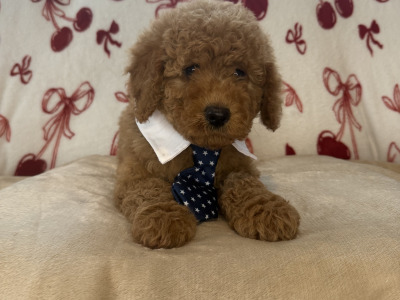 Male Cavapoo puppies for sale 🐾 in Carlow ❤️