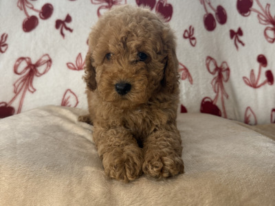 Male Cavapoo puppies for sale 🐾 in Carlow ❤️