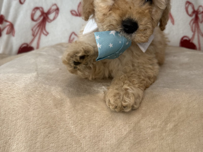 Male Cavapoo puppies for sale 🐾 in Carlow ❤️